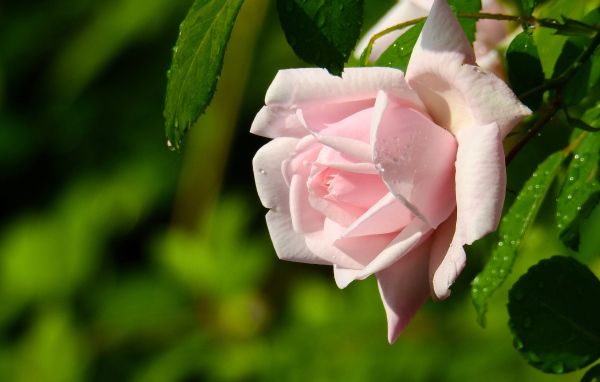 Красивая розовая роза в каплях росы крупным планом