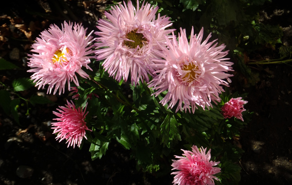 Красивые розовые розы на клумбе крупным планом