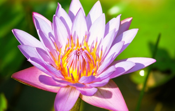 Красивый розовый цветок  водяной лилии крупным планом