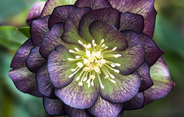 Красивый фиолетовый цветок морозник крупным планом 