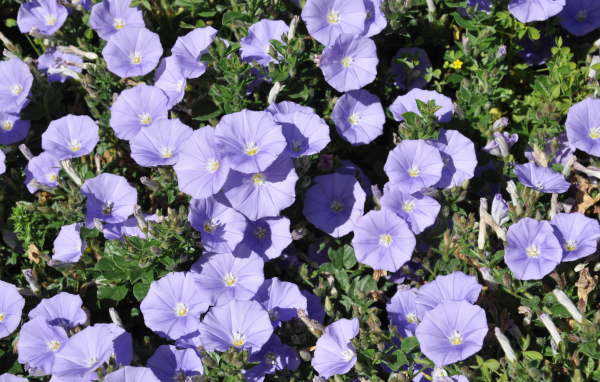 Красивые фиолетовые цветы петуния в саду