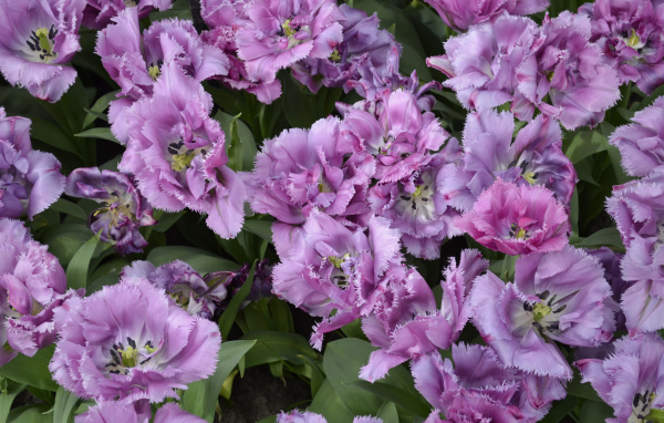 Красивые фиолетовые цветы тюльпаны крупным планом