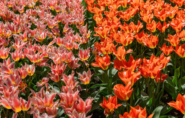 Красивые красные и розовые тюльпаны на клумбе 