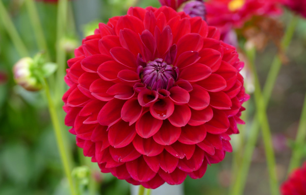 Красивый красный  цветок георгин