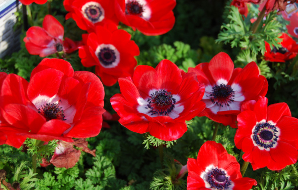 Красивые красные цветы Анемоны на клумбе