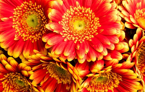 Красивые красные герберы 