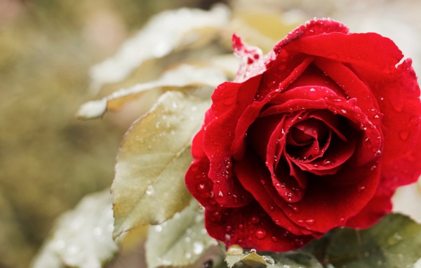 Красивая красная роза в капельках росы 