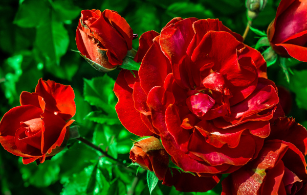Красивые красные розы с бутонами вблизи