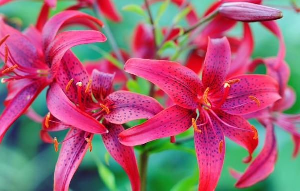 Красивые красные пятнистые лилии