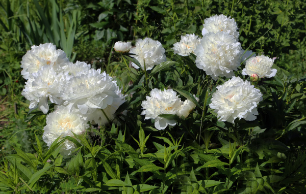 Красивые нежные белые пионы на клумбе