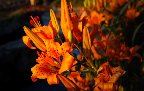 Красивый летний цветок тигровая лилия