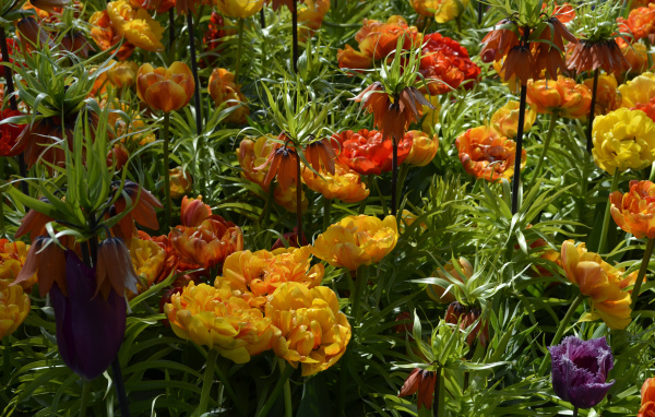 Красивые тюльпаны и рябчики на клумбе крупным планом