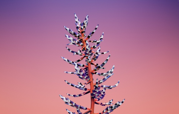 Красивый необычный цветок на розовом фоне