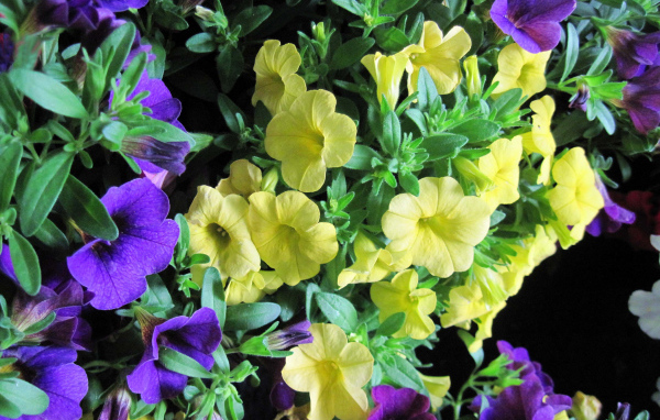 Красивые фиолетовые и желтые цветы петунии