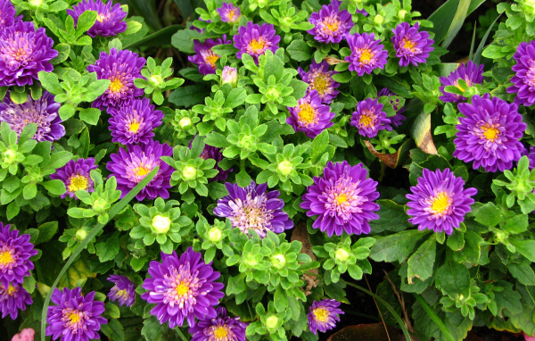 Красивые фиолетовые астры на клумбе 