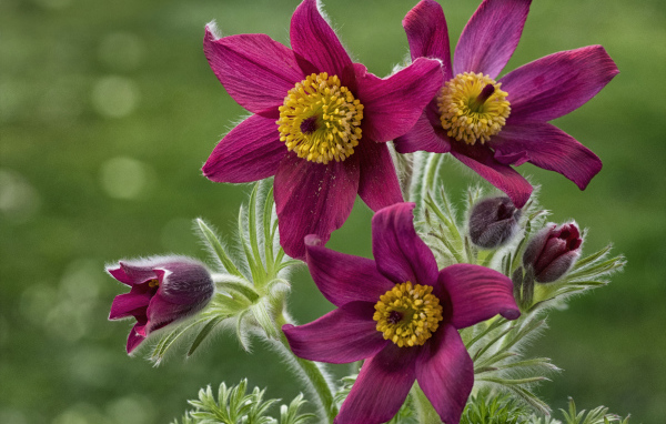 Красивые фиолетовые цветы прострел альпийский крупным планом