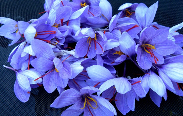 Красивые фиолетовые цветы шафран