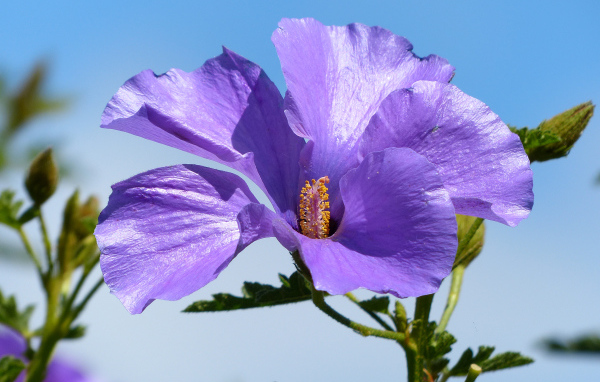 Красивый фиолетовый цветок гибискуса