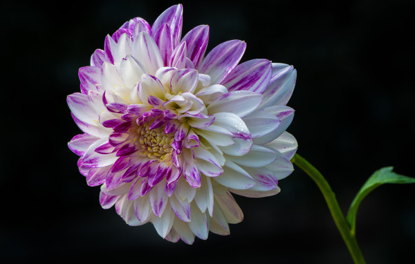 Красивая бело - сиреневая георгина на черном фоне 