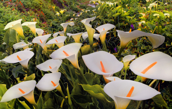 Красивые белые каллы 