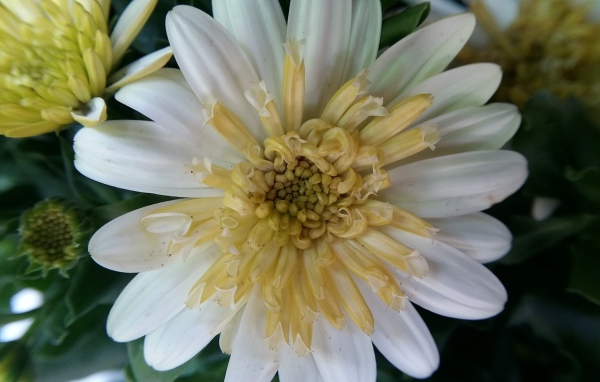 Красивый белый цветок хризантемы крупным планом