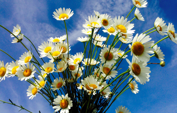 Красивые белые полевые ромашки на фоне голубого неба