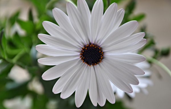 Красивый белый цветок Мезембриантемум крупным планом