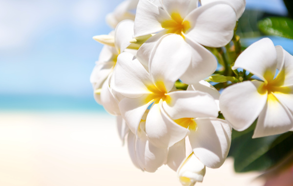 Красивые белые цветы Плюмерия крупным планом