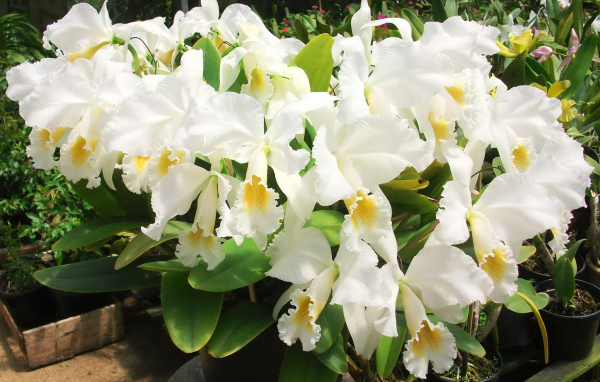 Красивые белые орхидеи на клумбе крупным планом