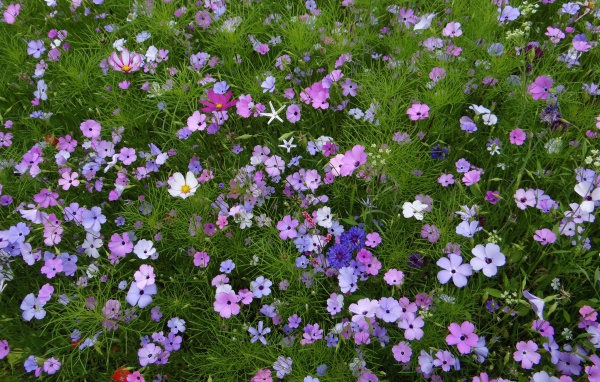 Красивые полевые цветы космея и голубые васильки