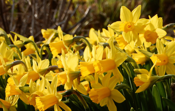 Красивые желтые нарциссы на клумбе 