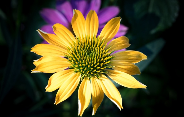 Красивый желтый цветок крупным планом