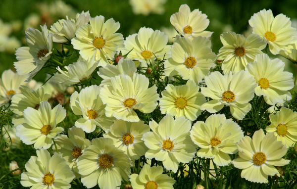 Красивые желтые цветы космея крупным планом