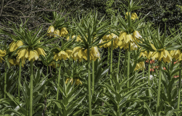 Красивые желтые цветы рябчики 