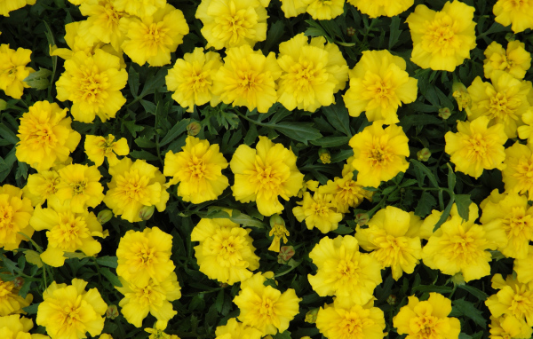 Красивые желтые бархатцы вблизи