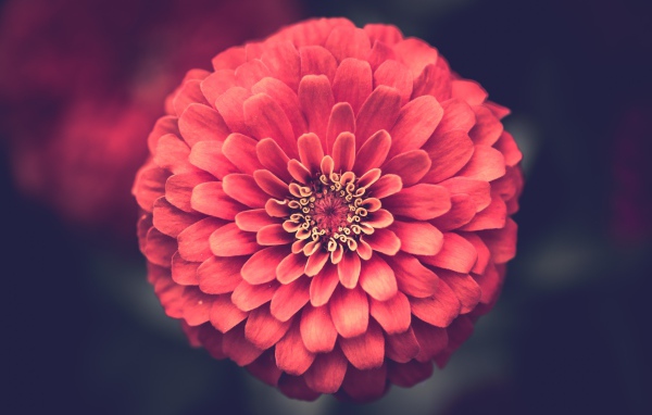 Красивый цветок цинния крупным планом