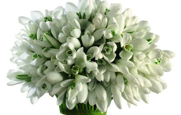 Большой букет подснежников на белом фоне 