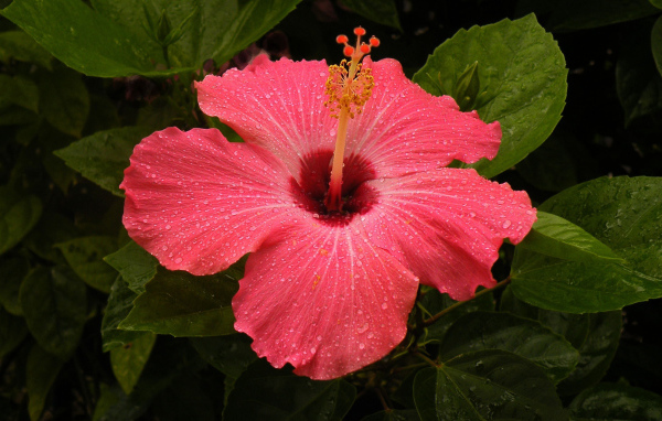 Большой красный цветок  гибискус 