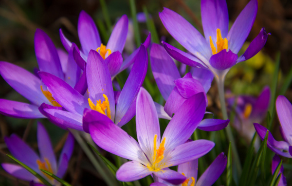 Распустившиеся фиолетовые крокусы крупным планом