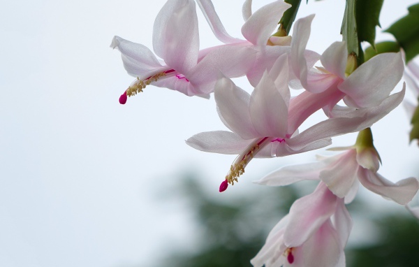 Цветущий комнатный цветок Рождественник 