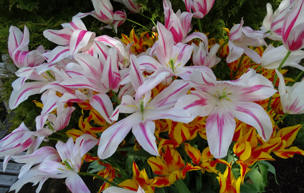 Распустившиеся цветы тюльпаны 