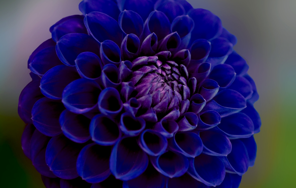 Синяя георгина крупным планом 