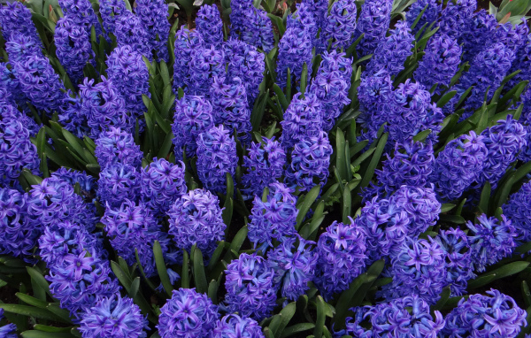 Голубые цветы гиацинты на клумбе крупным планом