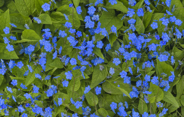 Голубые маленькие цветы незабудки крупным планом