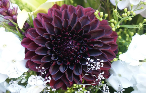 Бордовая георгина с белыми цветами в букете 