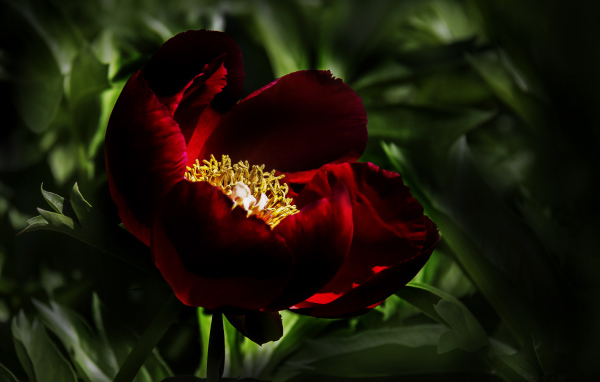 Бордовый красивый пион крупным планом