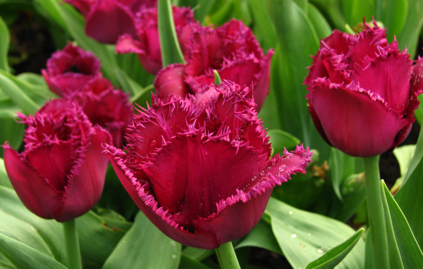 Бордовые тюльпаны на клумбе в каплях воды крупным планом