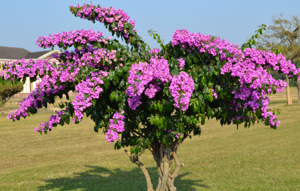 Дерево  Бугенвиллия с красивыми розовыми цветами