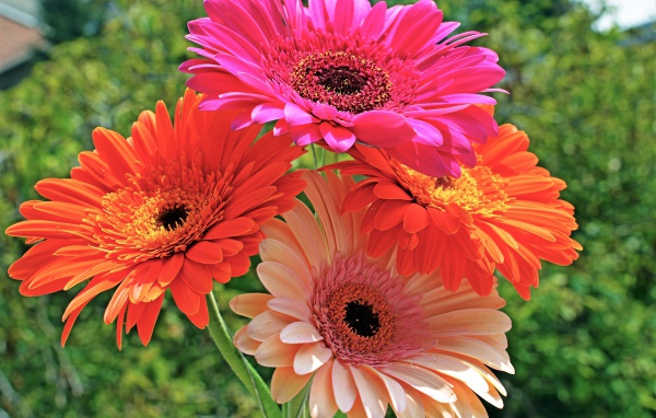 Букет красивых нежных гербер