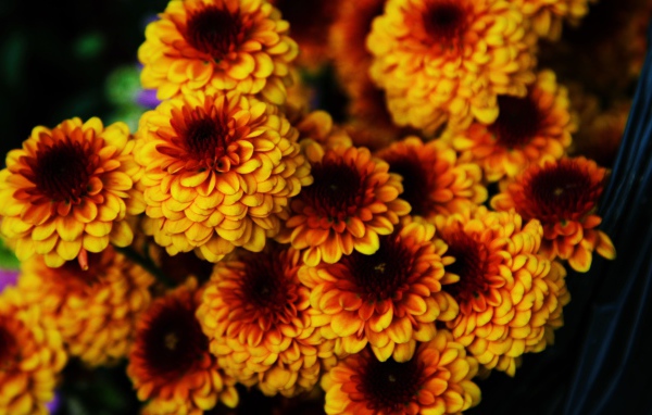 Букет ярких оранжевых цветов хризантемы